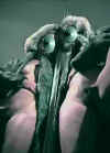Bea05.jpg (26337 octets)